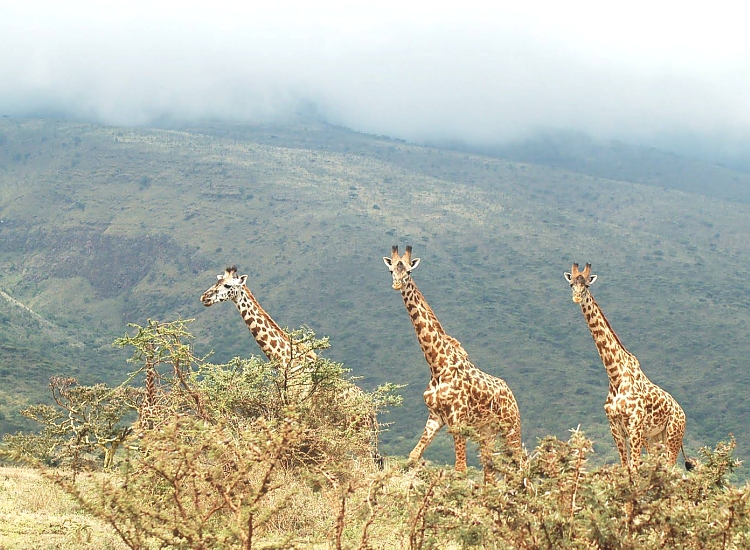 Lake Manyara National Park