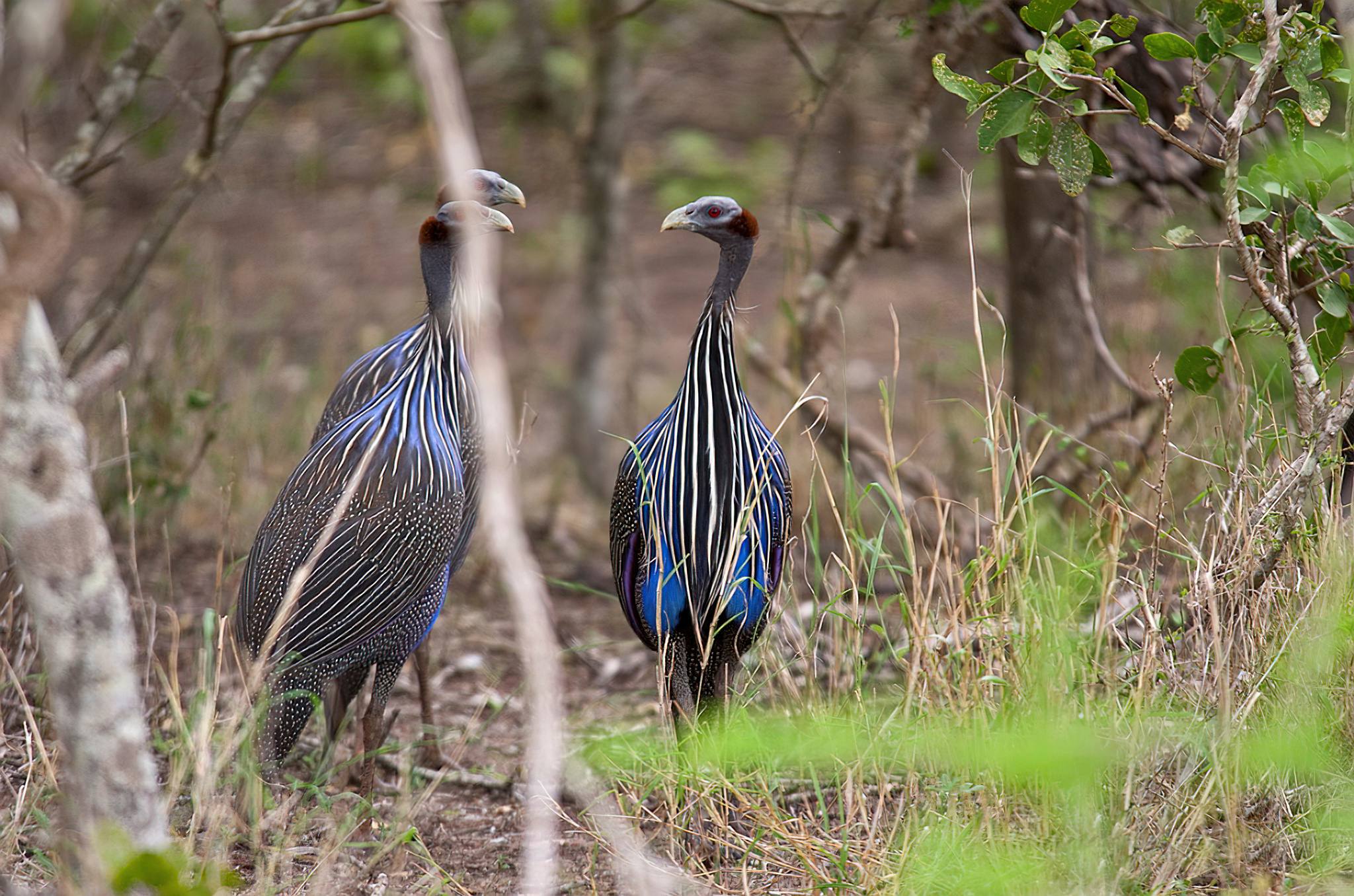 Mkomazi National Park